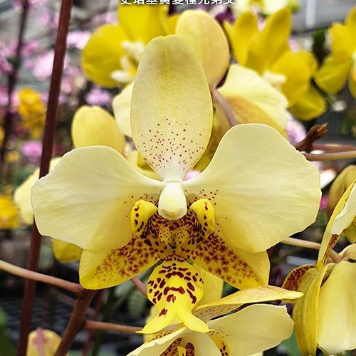 № А32 Phal. stuartiana var. nobilis х sib размер горшка 2,5 дюйма 