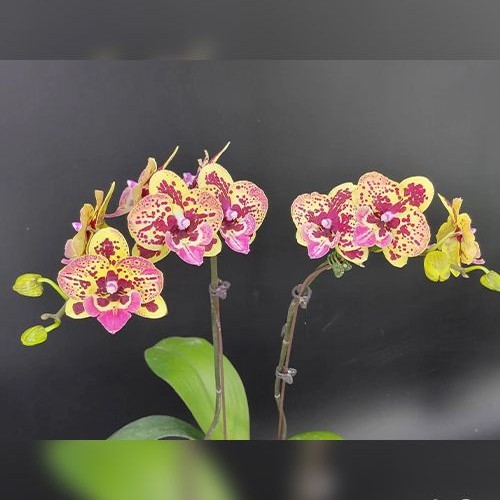 № А34 Phal. Fangmei Pretty Golden 319 размер горшка 2,5 дюйма 
