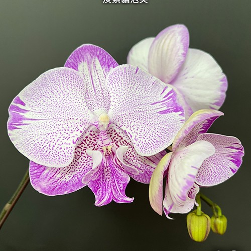 № А35 Phal. SOGO On the Mauve размер горшка 2,5 дюйма 