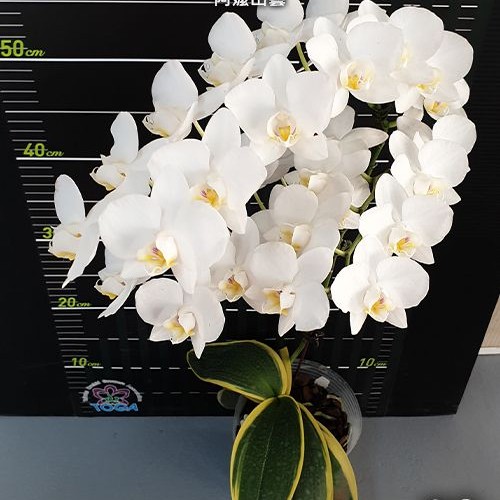 № А37 Phal. amabilis variegata размер горшка 2,5 дюйма 