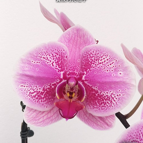 № А38 Phal. Ben Yu Sailor Moon размер горшка 2,5 дюйма