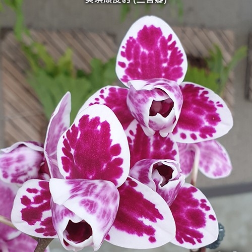 № А39 Phal. Miki Pink Panther peloric  3 lips размер горшка 2,5 дюйма