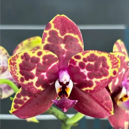 № А40 Phal. Yellow Anaconda Арома  размер горшка 2,5 дюйма