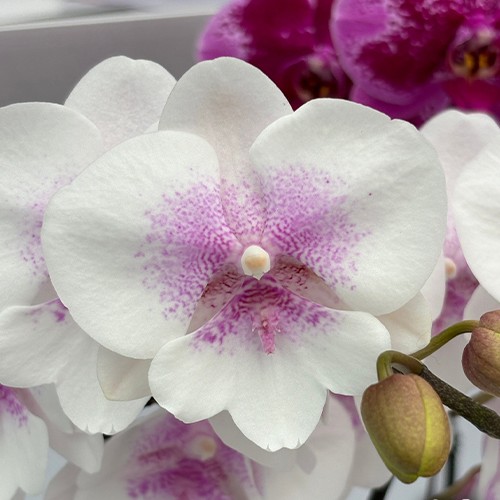 № А41 Phal. SOGO F8603 размер горшка 2,5 дюйма АКЦИЯ