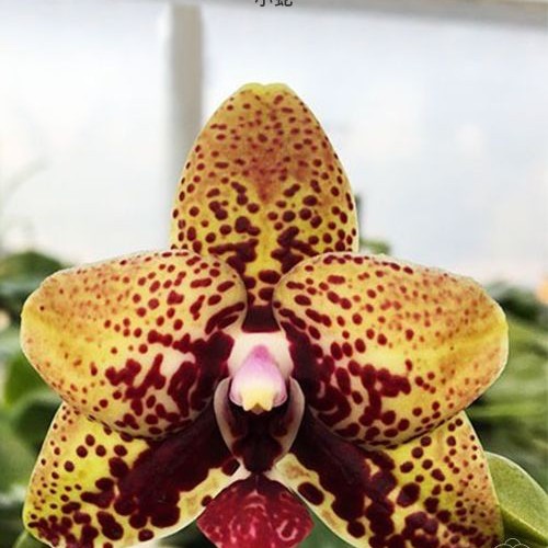 № А45 Phal. Zheng Min Anaconda АРОМА размер горшка 2,5 дюйма