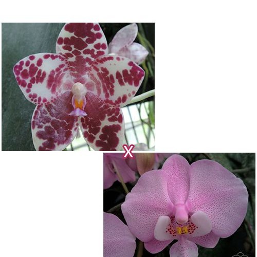 № А47 Phal. gigantea Jumbo Orchids  х schilleriana Wandan АРОМА размер горшка 2,5 