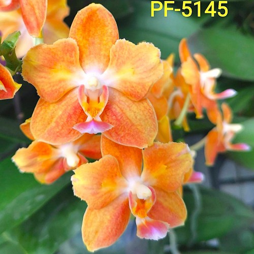 № А59 Фаленопсис  PF 5145 размер горшка 1,7 дюйма