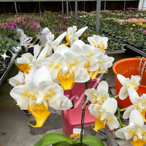 № А95 Phal. Sunny Yellow freckle peloric 2 eye размер горшка 1,7  дюйма