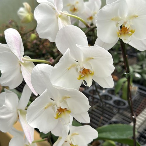 № А96 Phal.Sogo Yukidian V3 2eye размер горшка 3,5 дюйма 
