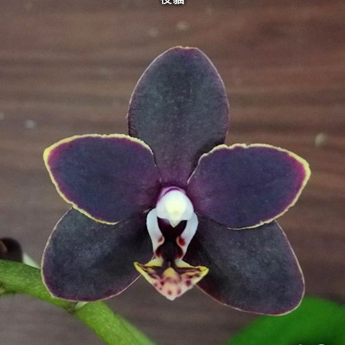 № И11 Phal. Chiada Stacy размер горшка 2,5 дюйма