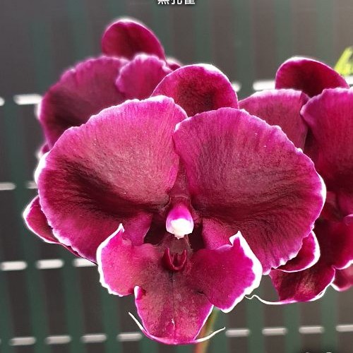 № И13 Phal. Fusheng Black Peacock размер горшка 2,5 дюйма 