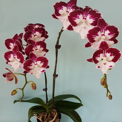 № И14 Phal. Champion Tinkerbell размер горшка 2,5 дюйма 