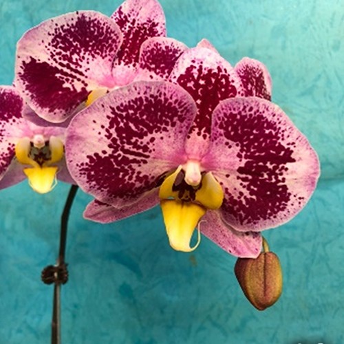 № И16 Phal. Harck Purple Queen размер горшка 2,5 дюйма