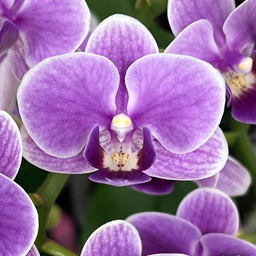 № И17 Phal. Ching Ann Minnie размер горшка 2,5 дюйма