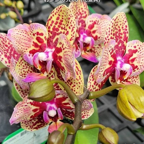 № И18 Phal. Lucky Leopard 05206 peloric размер горшка 2,5 дюйма 