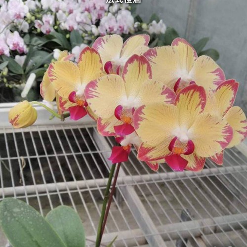 № И19 Phal. French Orange Wine размер горшка 2,5 дюйма