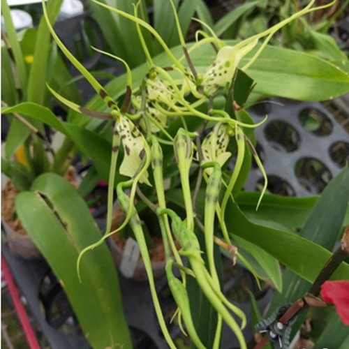 № И1 Brassia gireoudiana размер горшка 3,0 дюйма 