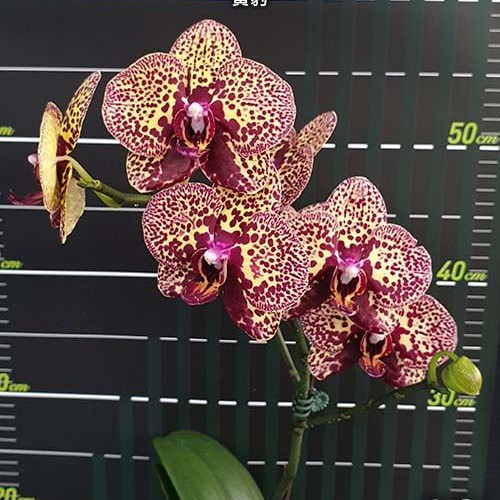 № И21 Phal. I-Hsin Yellow Leopard размер горшка 2,5 дюйма