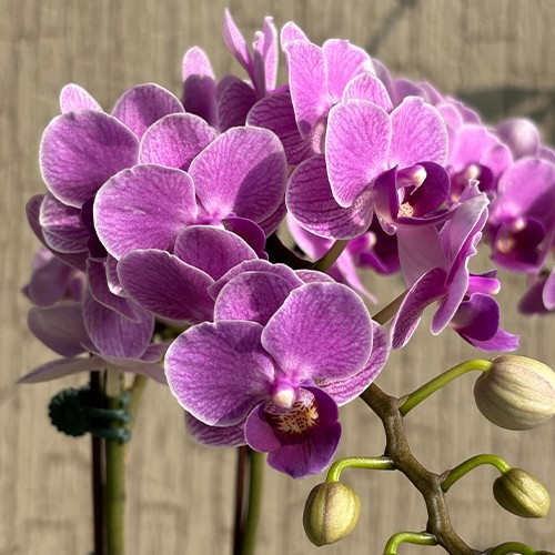 № И23 Phal. Sogo Vivien Violet Queen размер горшка 2,5 дюйма