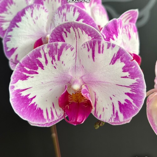 № И27 Phal. Champion Lightning Neon размер горшка 2,5 дюйма