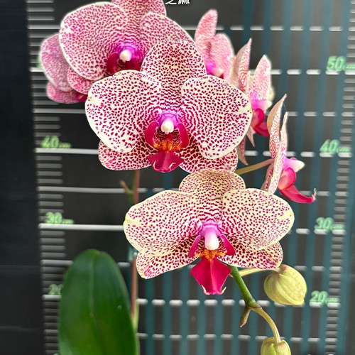 № И28 Phal. I-Hsin Sesame размер горшка 2,5 дюйма 