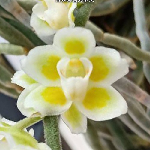 № И31 Chiloschista viridiflava х sib на блоке открытая корневая 