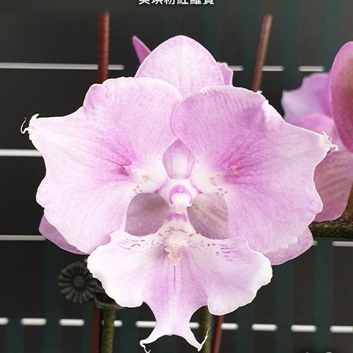 № И33 Phal. Miki Super Robin Pink размер горшка 2,5 дюйма