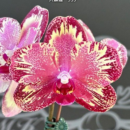 № И35 Phal. I-Hsin The Big Bang 959 размер горшка 2,5 дюйма