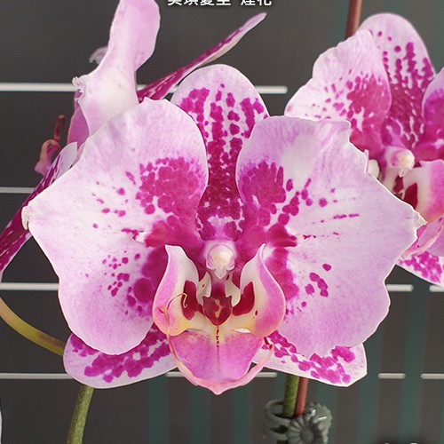 № И36 Phal. Miki Hot Summer Fireworks размер горшка 2,5 дюйма