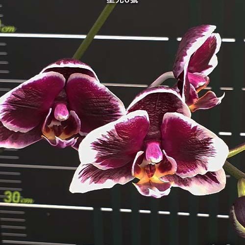 № И37 Phal. Ever Spring Prince Star 6 размер горшка 2,5 дюйма 