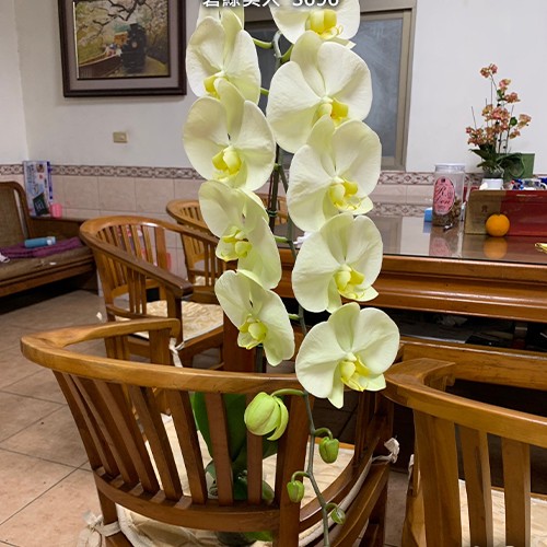№ И39 Phal. Star Green Beauty S696 размер горшка 2,5 дюйма 