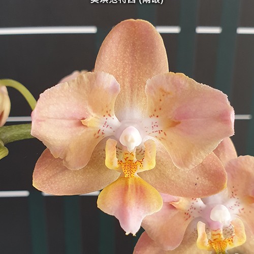 № И41 Phal. Miki Fantasy 2 eyes размер горшка 2,5 дюйма  