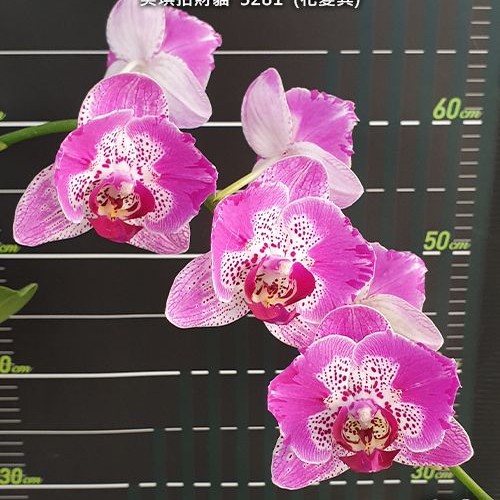 № И42 Phal. Miki Fortune Cat 3281 peloric размер горшка 2,5 дюйма
