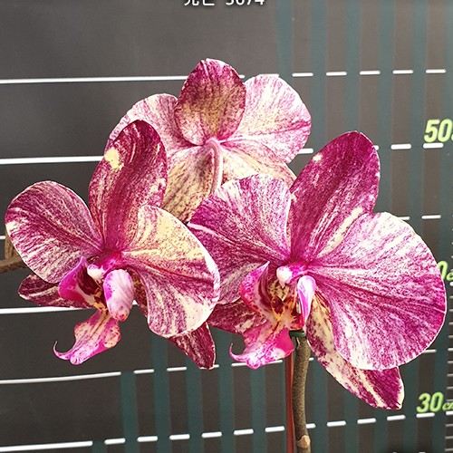 № И45 Phal. Arks Happy Magician 3674 размер горшка 2,5 дюйма