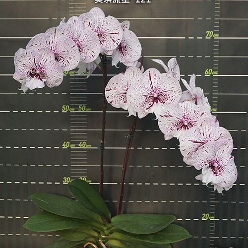 № И46 Phal. Miki Meteor 121 размер горшка 2,5 дюйма