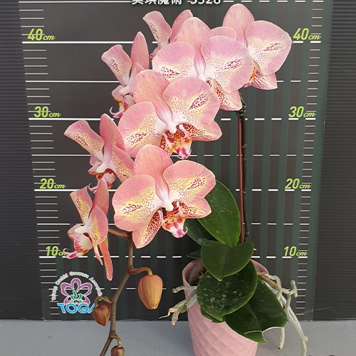 № И47 Phal. Leco Fantastic 3328 размер горшка 2,5 дюйма