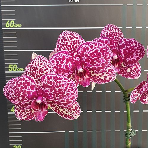 № И49 Phal. Lioulin Wild Cat размер горшка 2,5 дюйма