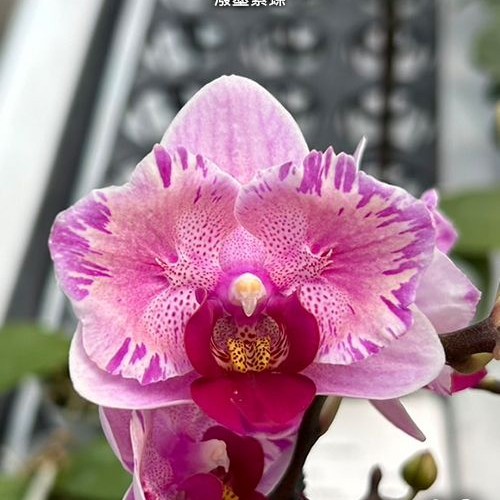 № И4 Phal. Miki Splash Butterfly размер горшка 2,5 дюйма