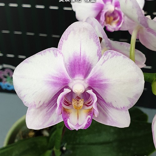 № И5 Phal. Miki Sakura Splash размер горшка 3,0 дюйма