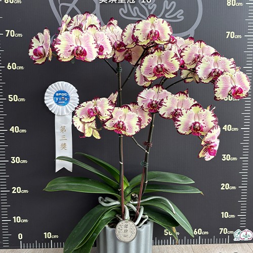№ И6 Phal. Miki Crown 16 SM TOGA размер горшка 2,5 дюйма 