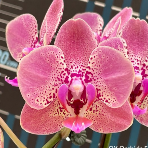 № И79 Фаленопсис Padparadscha размер горшка 2,5 дюйма 