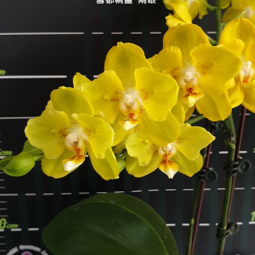 № И7 Phal. Sogo Shito 2 eyes Арома размер горшка 2,5 дюйма 
