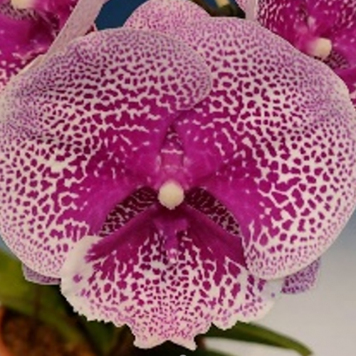 № И80 Phal. Tying Shin Challenger размер горшка 1,7 дюйма 