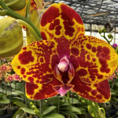 № И81 Phal. GW Green World Snakeskin размер горшка 2,5 дюйма 