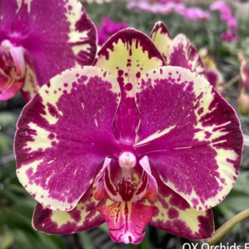 № И82 Phal.Timms размер горшка 2,5 дюйма 