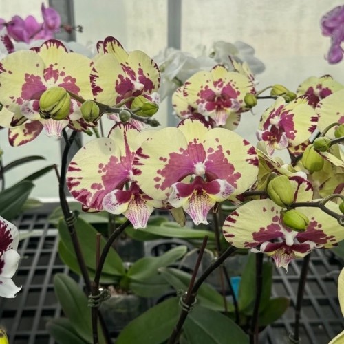 № И83 Phal. splendid time размер горшка 2,5 дюйма