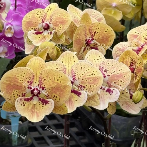 № И84 Phal.Midsummer размер горшка 2,5 дюйма 