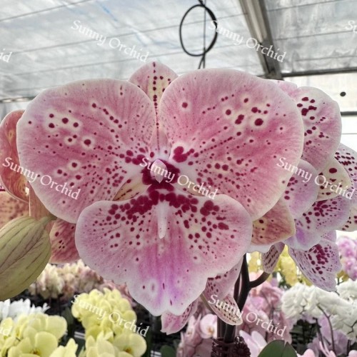 № И85 Phal.Romantasy размер горшка 2,5 дюйма