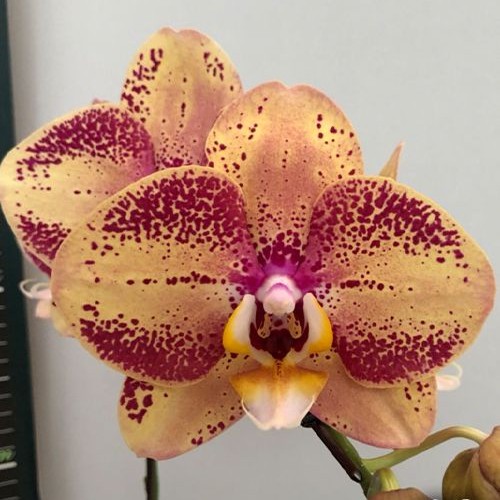 № И8 Phal. OX Luna Rosa 3066 размер горшка 2,5 дюйма  АКЦИЯ