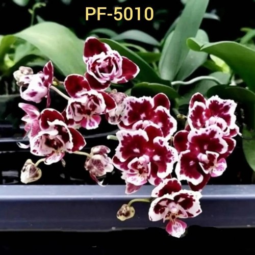 № М55 Фаленопсис  PF 5010-1 размер горшка 1,7 дюйма